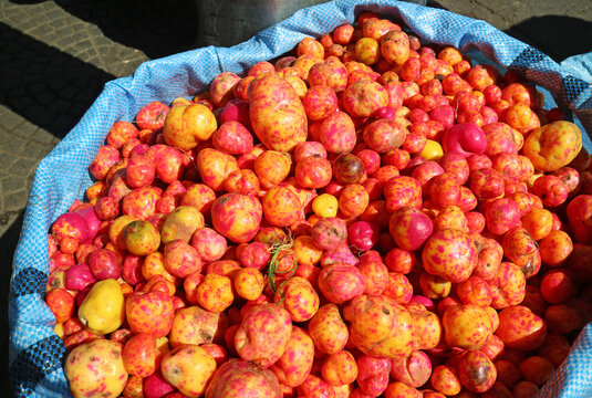 Olluco or Ulluco, Vibrant Color Andes Root Vegetable Packed with Several Health Benefits, Found on Local Market of La Paz, Bolivia, South America