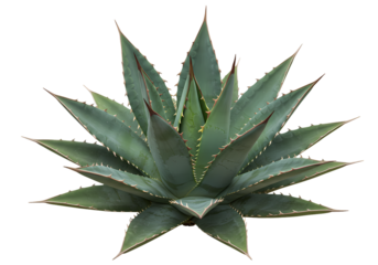 Agave Plant Types Care Propagation  Uses isolated on transparent background