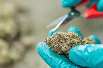 Hand trimming Buds of Cannabis in Drying Curing Cannabis flowers buds process Closeup with drying cola pistil trichomes all in buds. trimming by scissors for drying curing process Buds of Cannabis.