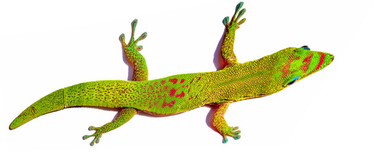 Fototapeta premium Margouillat 
