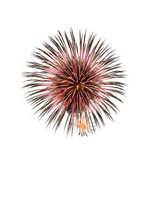 Obraz premium Colorful firework burst in night sky