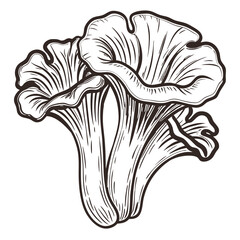 Black Trumpet Mushroom Line Art Illustration © Lungani