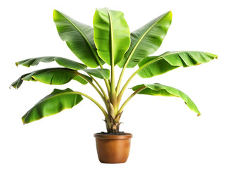 Banana Plant: Care Guide & Tips