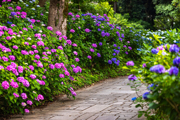 静岡県下田市　下田公園のアジサイ
