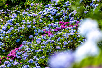 静岡県下田市　下田公園のアジサイ
