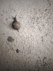 snail on the road