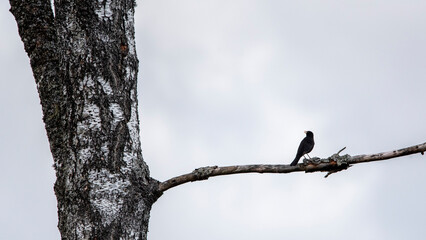 Blackbird (Turdus merula) sits on a branch with snow,