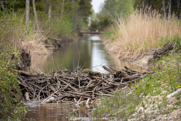 Beaver dam on a river in forest