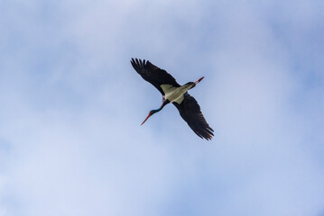 Black stork (Ciconia bigra) in flight