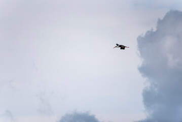 Black stork (Ciconia bigra) in flight