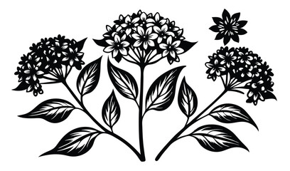 Fragrant valerian and centranthus flower clusters