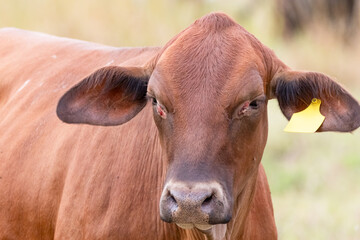 A close-up portrait of a young Brahman calf with a yellow ear tag and some injury next to its brown...