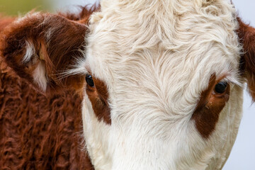 A striking close-up of a young Hereford calf&rsquo;s soulful eyes and textured fur on its reddish brown and white face, captured on a farm in Gatton in Queensland, Australia.