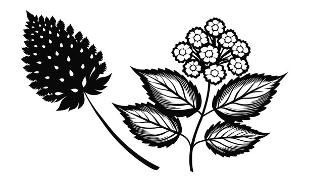 Meadowsweet and spirea floral banner design