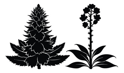 Fototapeta premium Tall mullein and verbascum flowers with fuzzy spikes