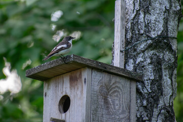 bird house on a branch
