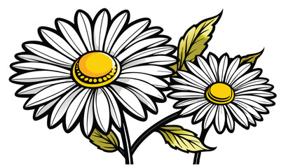 Shasta and oxeye daisies with white petals botanical vector illustration