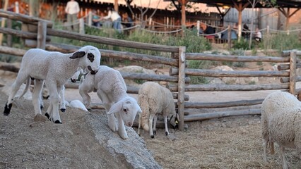 sheep and lambs © sandophoto4u