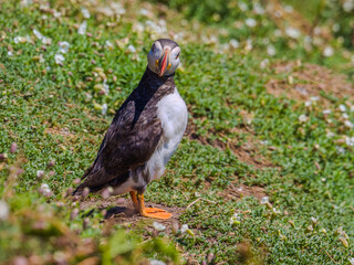 Curious Atlantic Puffin on the grass gazes directly (Scomer Island, Wales, United Kingdom)