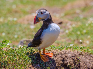 Atlantic Puffin looking back on the grass (Scomer Island, Wales, United Kingdom)