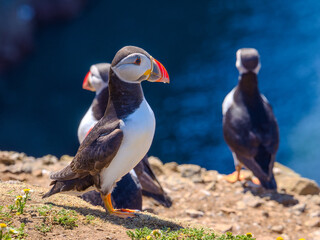 Group of Atlantic Puffins on the cliff by the sea (Scomer Island, Wales, United Kingdom)