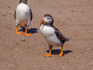 Atlantic Puffin walking on the ground (Scomer Island, Wales, United Kingdom)