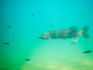 Northern pike swimming towards smaller fish