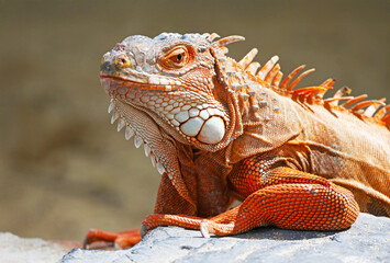 Fototapeta premium Closeup of the Details of a Vibrant Orange Color Green Iguana