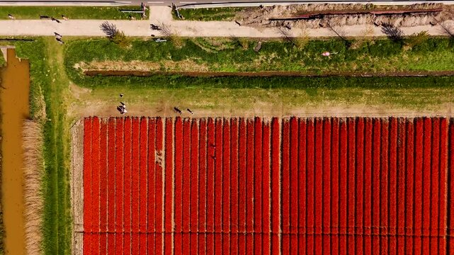 Red tulips fields blooming near streets and canals in dutch countryside