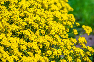 rock alyssum on a green natural background