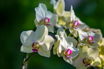 Elegant Phalaenopsis orchids with soft white petals and striking pink accents, illuminated by gentle sunlight. These graceful flowers bring a touch of tropical beauty to any setting.