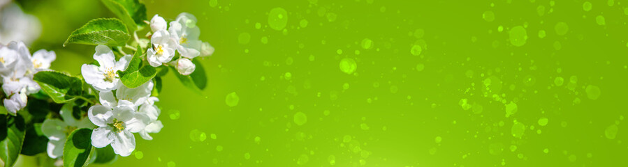 appletree blossom branch in the garden in spring 