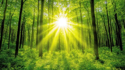 Sunbeams Filtering Through Lush Foliage in a Tranquil Forest Setting