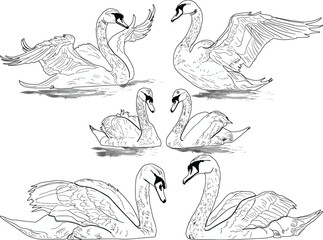 six swans outline isolated on white