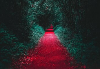 Red path through dark green forest