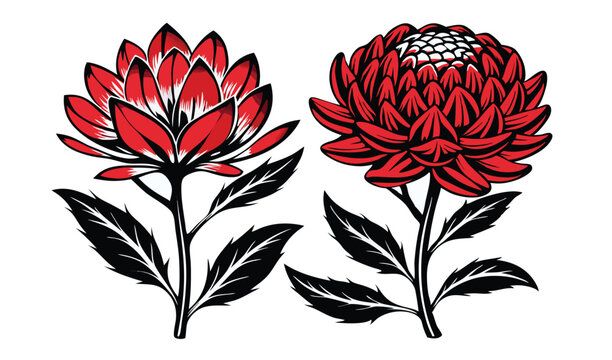 Crimson waratah and telopea flowers botanical illustration
