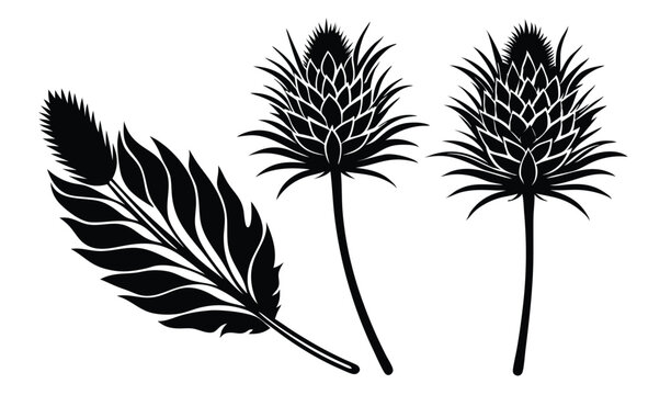 Feathery mulla mulla and ptilotus wildflower illustration