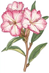 Delicate pink and white flowers with lush green leaves.  A detailed illustration of a flowering branch, showcasing intricate petal details and vibrant colors