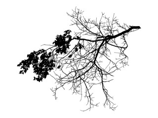 Illustration, silhouette of oak branch on transparent background