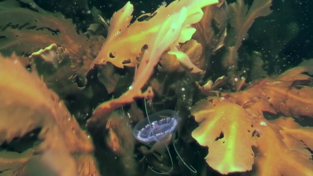 In chilly depths of Arctic Ocean, Turritopsis nutricula gracefully navigates cold waters. This remarkable jellyfish showcases its fascinating resilience amidst stunning underwater landscape.