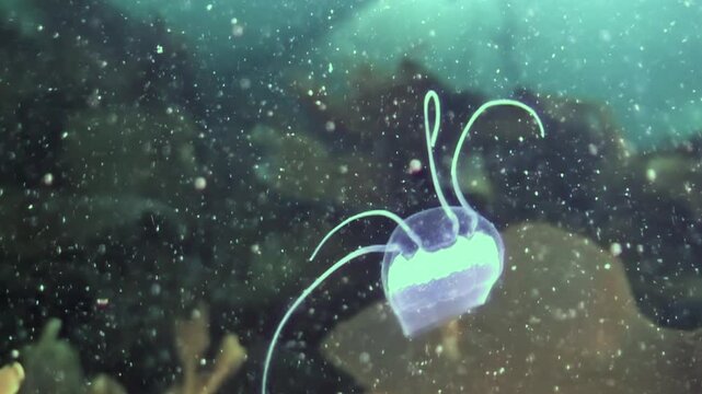 In icy depths of Arctic Ocean, Turritopsis nutricula gracefully pulsates among frigid waters. This fascinating jellyfish showcases its unique beauty, thriving in least expected environments.