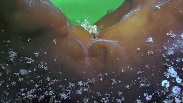 In the chilling waters of the White Sea, a Hyas spider crab gracefully navigates vibrant seaweed, foraging for food beneath the icy surface. Watch nature's wonders unfold in this stunning environment.