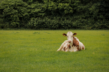 Cow looking into camera. Cattle in field grazing grass farmland nature landscape.