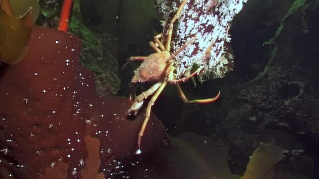 A Hyas spider crab scuttles across a vibrant seaweed leaf in the frigid depths of the White Sea, foraging for sustenance amidst the stunning aquatic landscape beneath the Arctic ice.