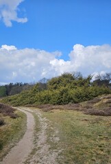 Juniper berry bush tree in nature. Biggest largest of Europe or Netherlands.