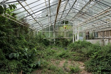 Fototapeta premium Plants growing on abandoned overgrown building. Old green house with green vines covering glass panels and floor.