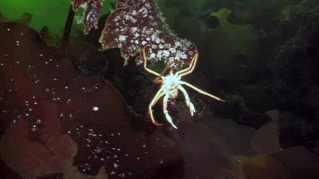 In the icy depths of the White Sea, a spider crab Hyas navigates the vibrant seaweed, searching for food amidst the stunning underwater landscape. Witness nature's beauty in this frigid habitat.