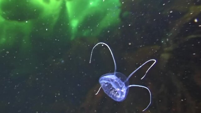 In cold depths beneath ice, Turritopsis nutricula dances softly with ethereal beauty. This mesmerizing creature thrives in Arctic Ocean, enchanting all who encounter it in these frigid waters.