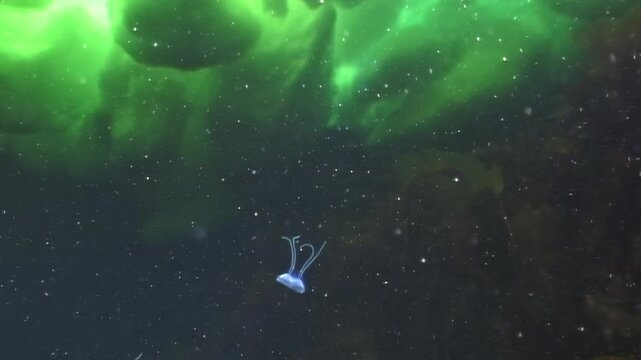 In cold waters of Arctic Ocean, Turritopsis nutricula gracefully glides beneath swirling ice, illuminated by vibrant auroras. This mesmerizing spectacle showcases nature's wonders and resilience.