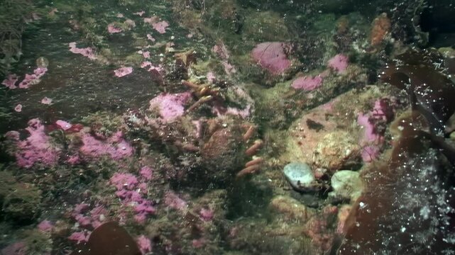 A spider crab Hyas gracefully explores a vibrant seaweed leaf in the frigid depths of the White Sea, foraging for food amid the striking colors of the cold underwater world.
